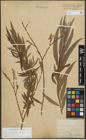 Foto von Salix purpurea L. x Salix viminalis L.